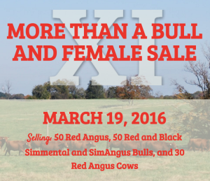 More Than A Bull And Female Sale