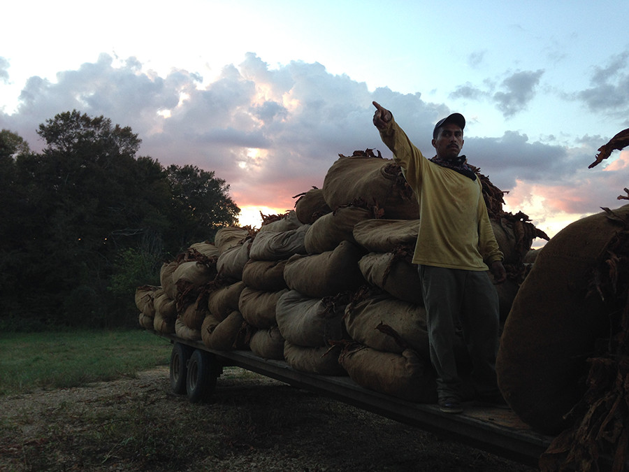 Tobacco Harvest at Red Hill Farms