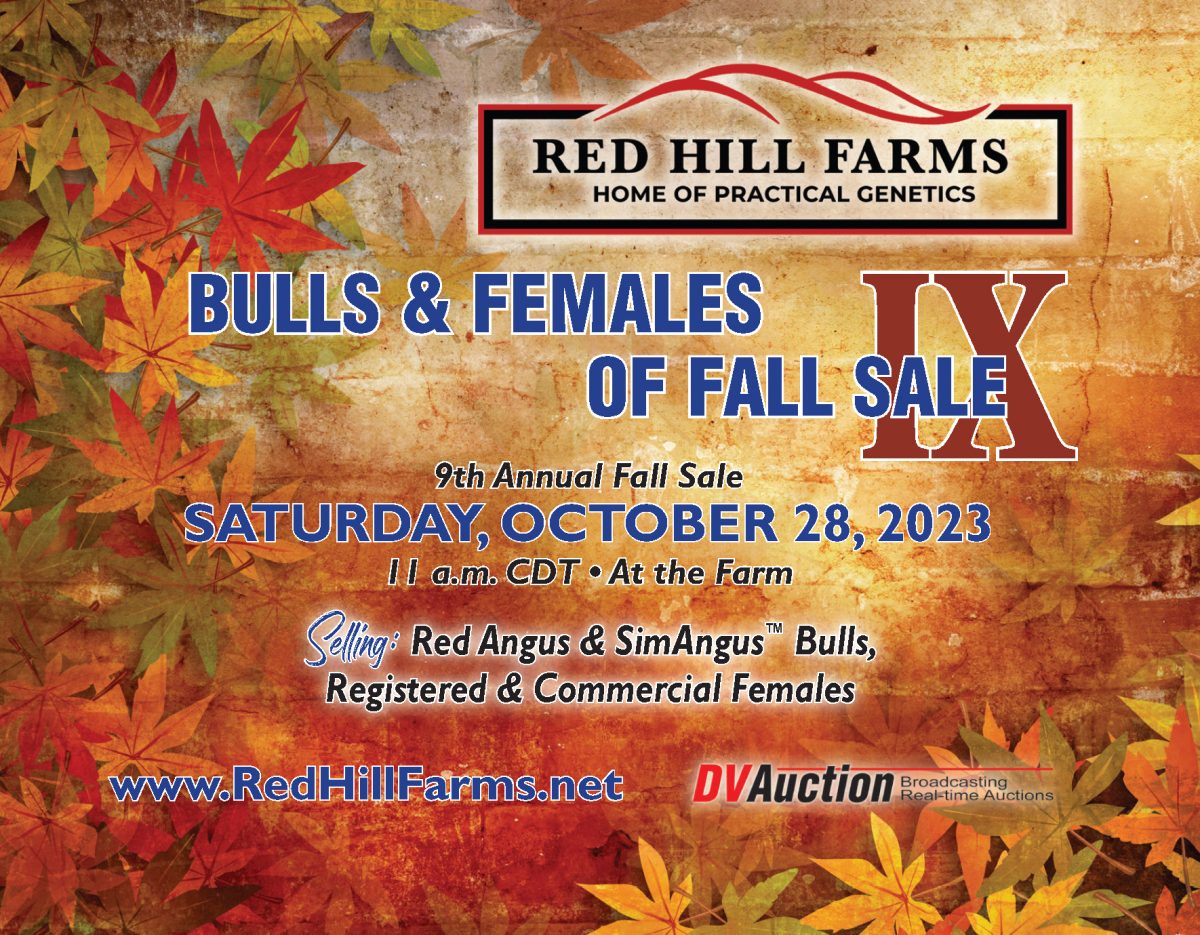 Bulls & Females of Fall Sale IX