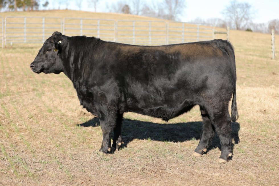 Red Angus Herd Sires - Red Hill Farms