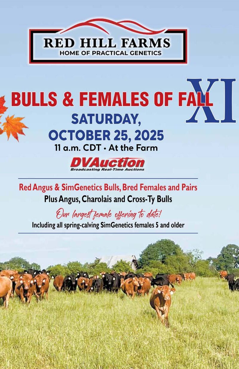 Bulls & Females of Fall XI
