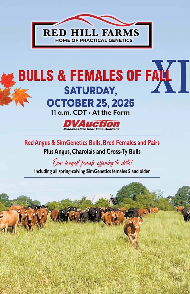 Red Hill Farms Bulls and Females of Fall XI
